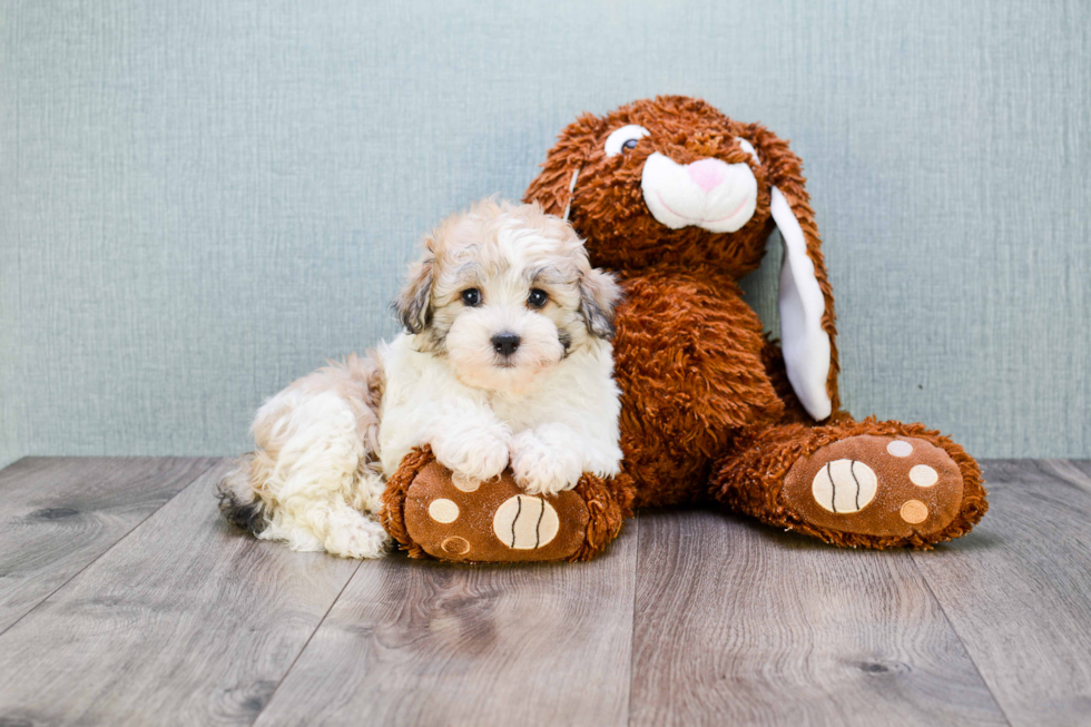 Cute Havanese Purebred Puppy