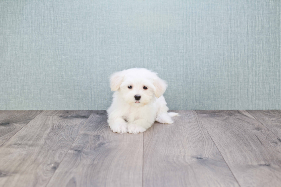 Maltipoo Puppy for Adoption