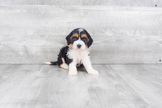 Small Mini Bernedoodle Baby