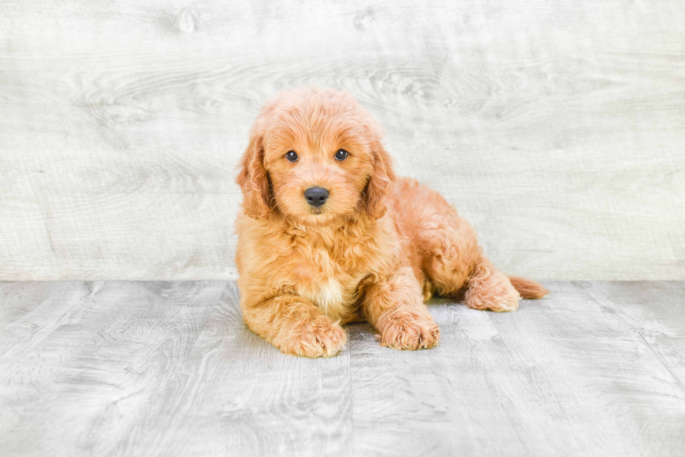 Sweet Mini Goldendoodle Baby