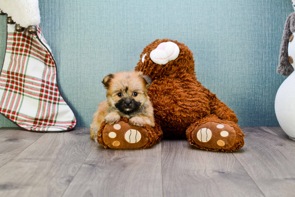 Playful Yorkie Designer Puppy