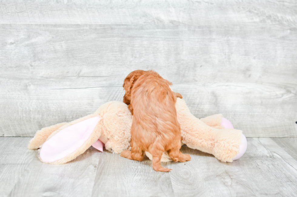 Fluffy Mini Goldendoodle Poodle Mix Pup