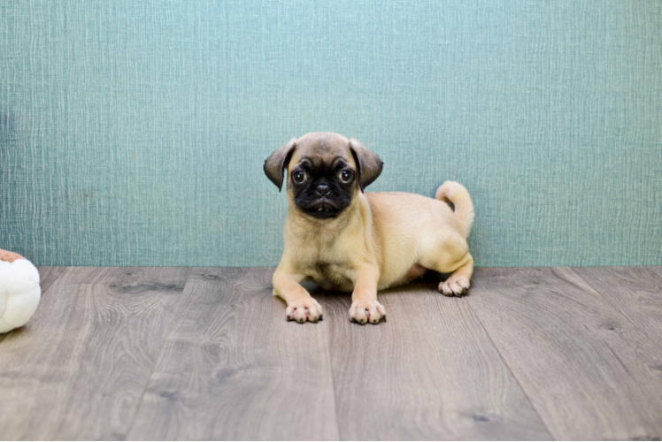 Pug Pup Being Cute