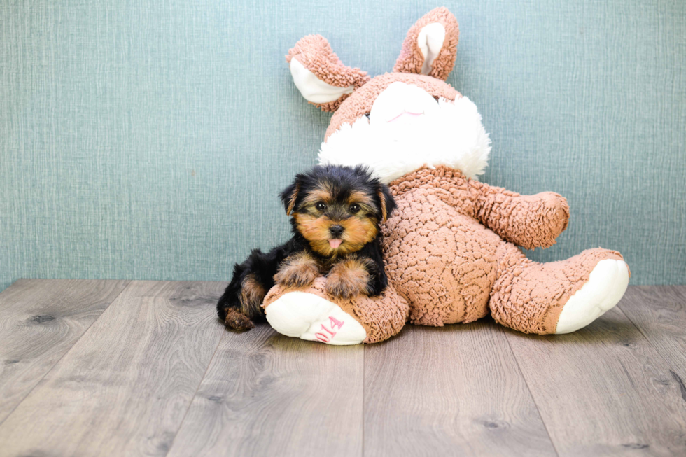 Meet Bella - our Yorkshire Terrier Puppy Photo 