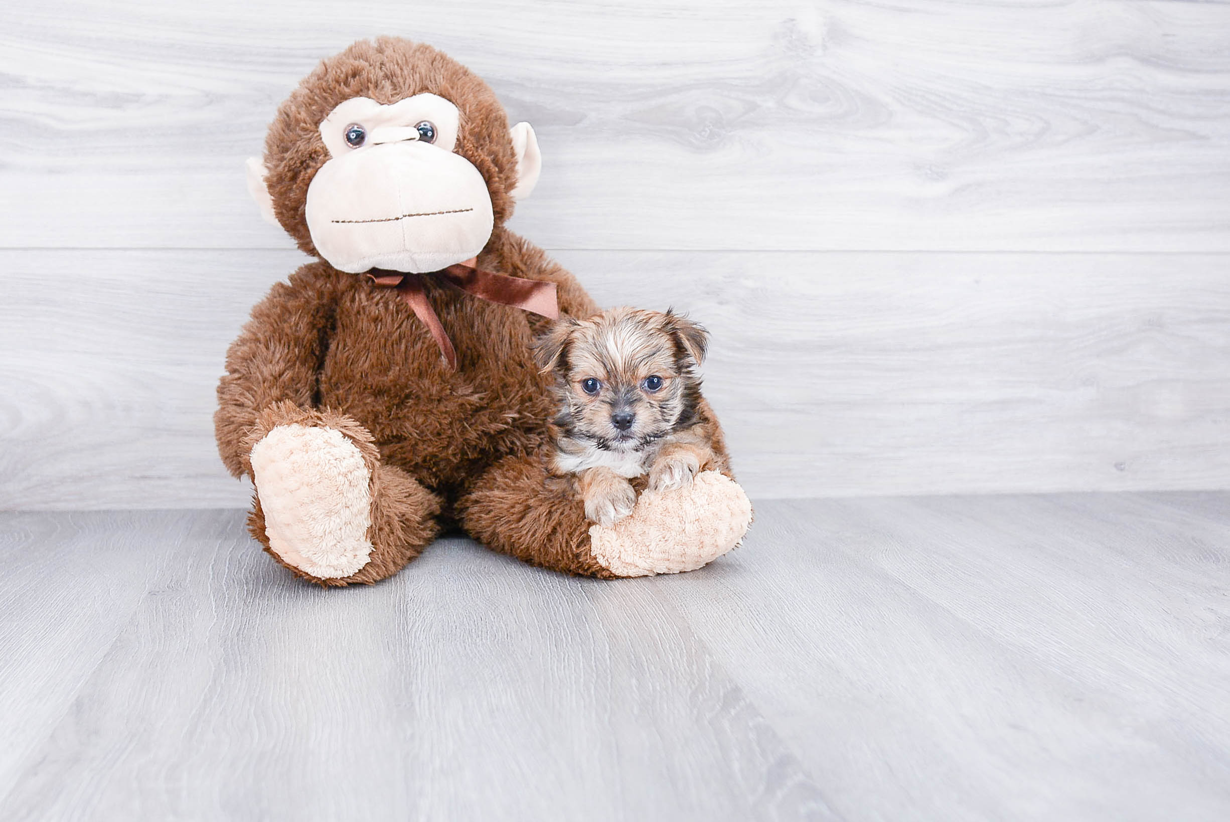 Morkie Puppy for Adoption