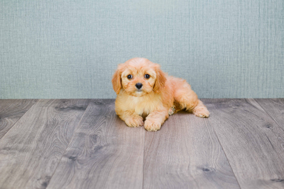 Happy Cavapoo Baby