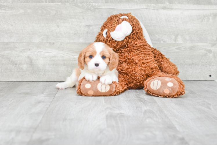 Adorable Cavalier King Charles Spaniel Purebred Puppy