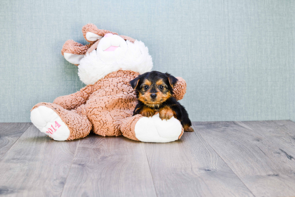 Meet Joey - our Yorkshire Terrier Puppy Photo 