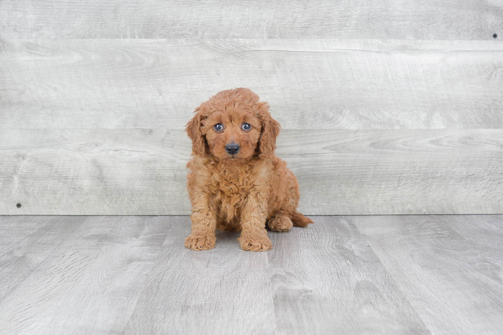 Mini Goldendoodle Puppy for Adoption