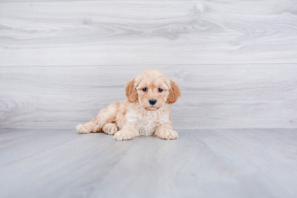 Friendly Mini Goldendoodle Baby