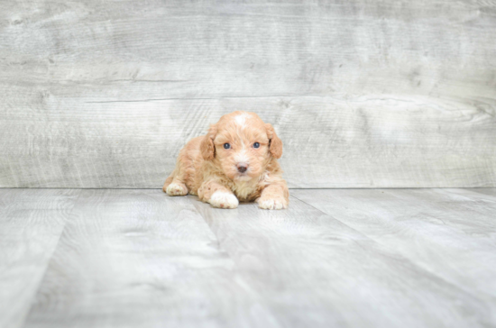 Maltipoo Pup Being Cute