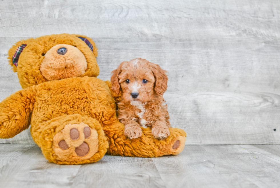 Happy Cavapoo Baby