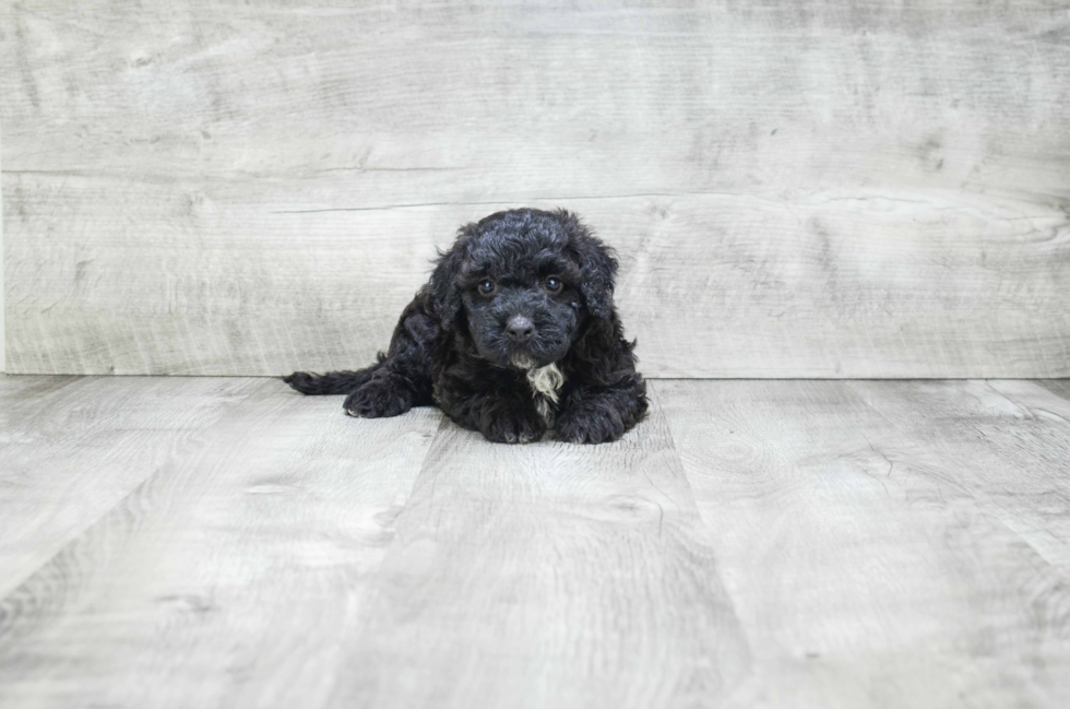 Best Mini Bernedoodle Baby