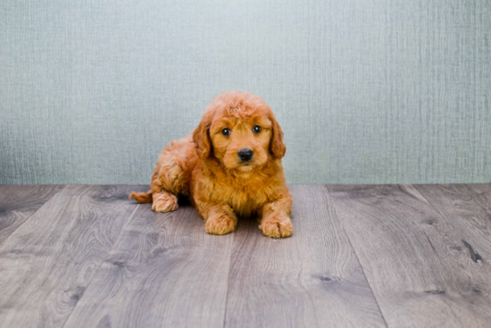 Playful Golden Retriever Poodle Mix Puppy