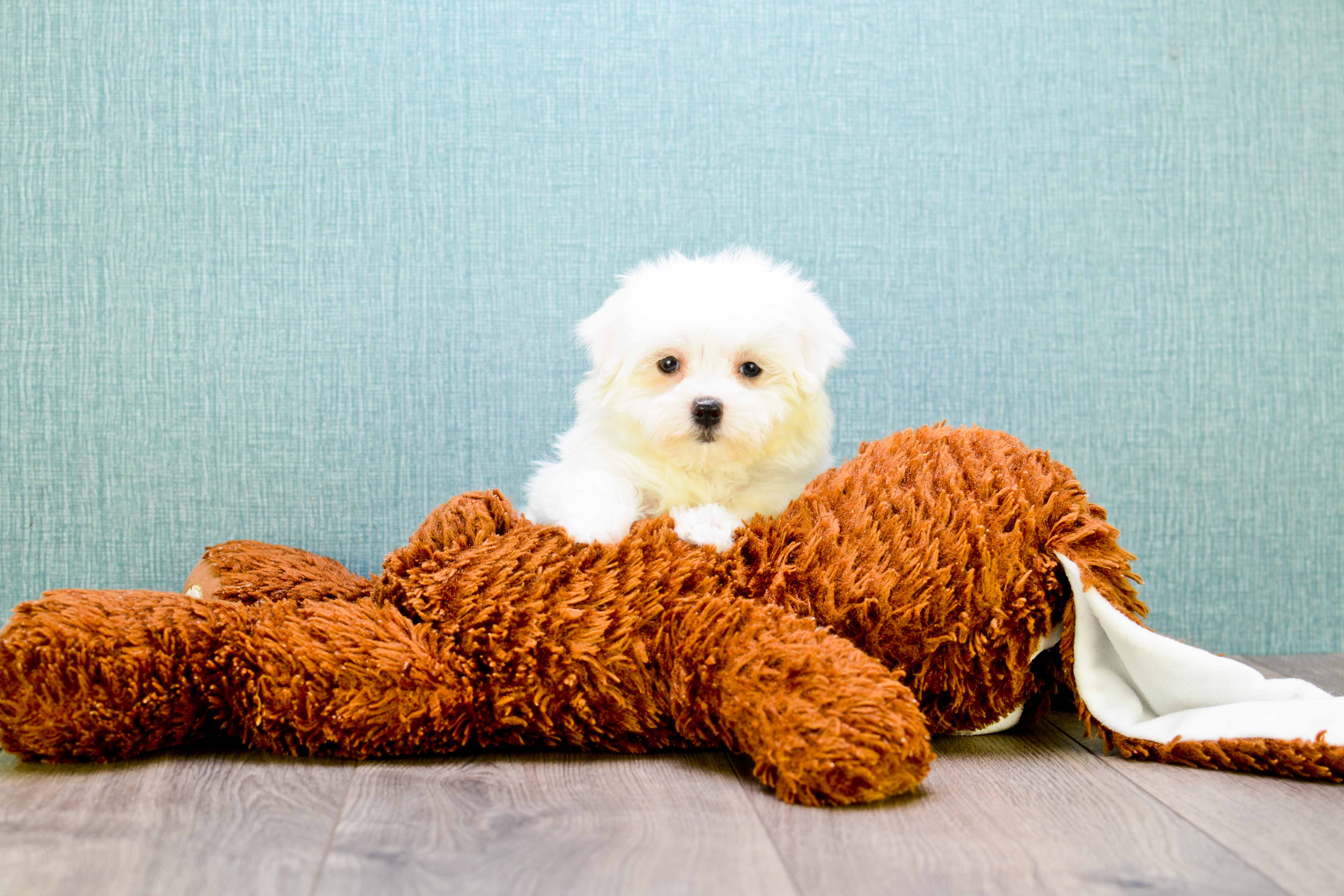 Best Maltese Baby