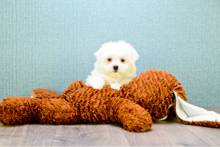 Best Maltese Baby
