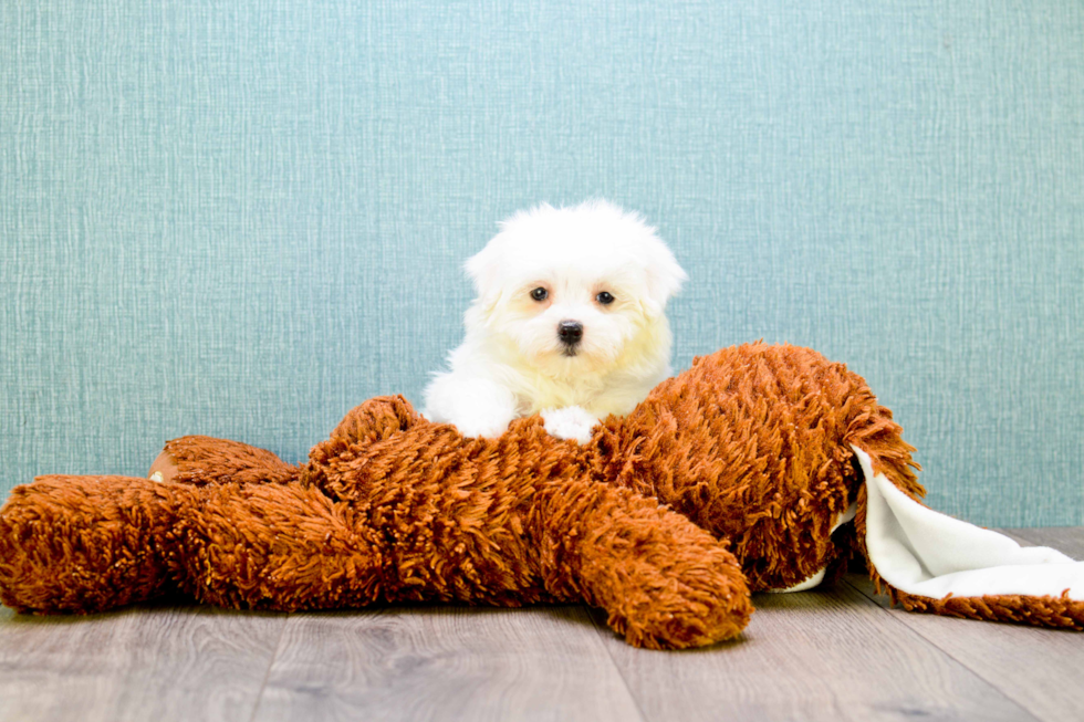 Best Maltese Baby