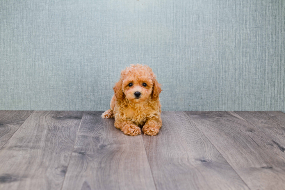 Poodle Puppy for Adoption