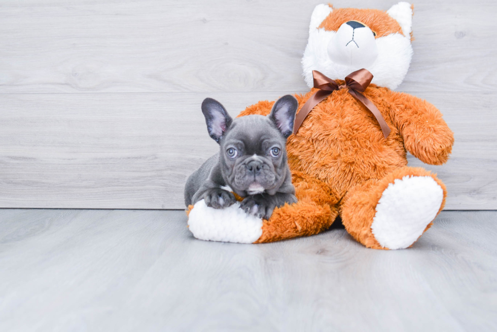 Cute Frenchie Purebred Puppy