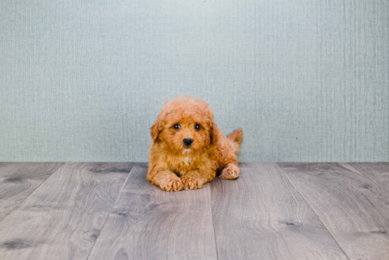 Cavapoo Pup Being Cute