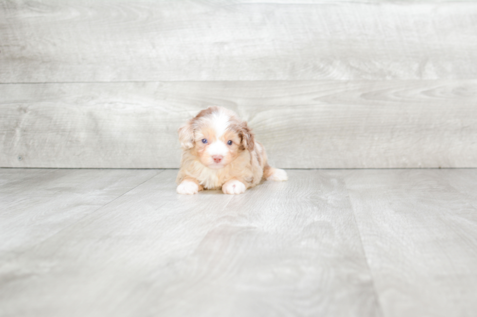 Happy Mini Aussiedoodle Baby