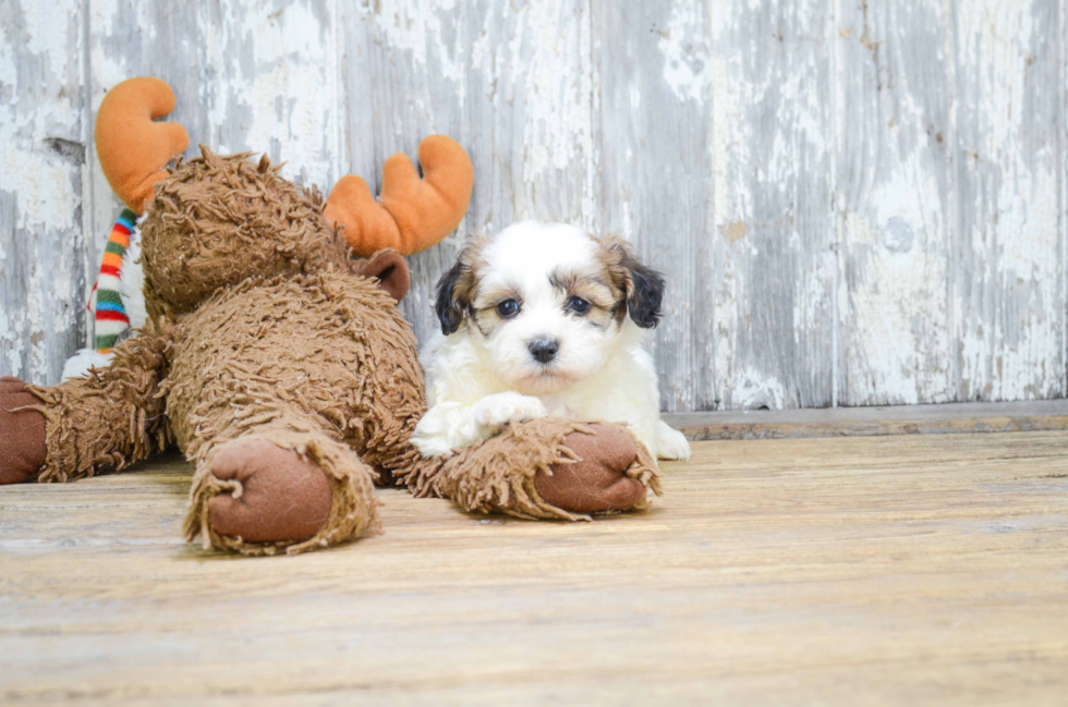 Smart Teddy Bear Designer Pup