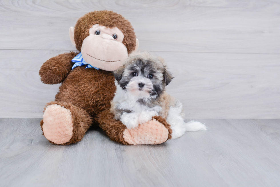 Havanese Pup Being Cute