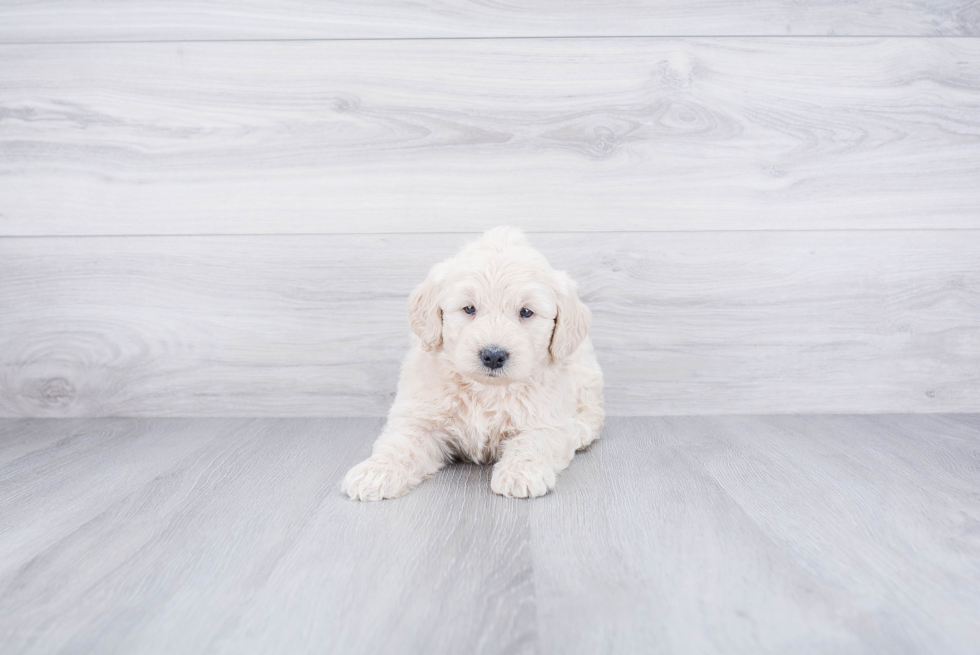 Petite Mini Goldendoodle Poodle Mix Pup