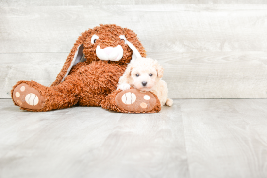 Maltipoo Puppy for Adoption