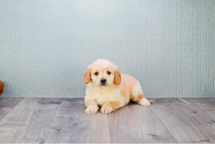 Mini Goldendoodle Puppy for Adoption