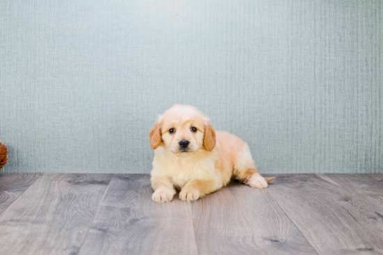 Mini Goldendoodle Puppy for Adoption