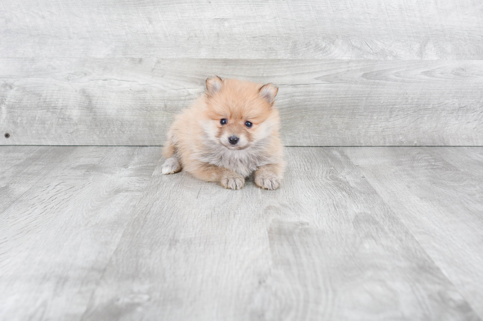 Pomeranian Puppy for Adoption