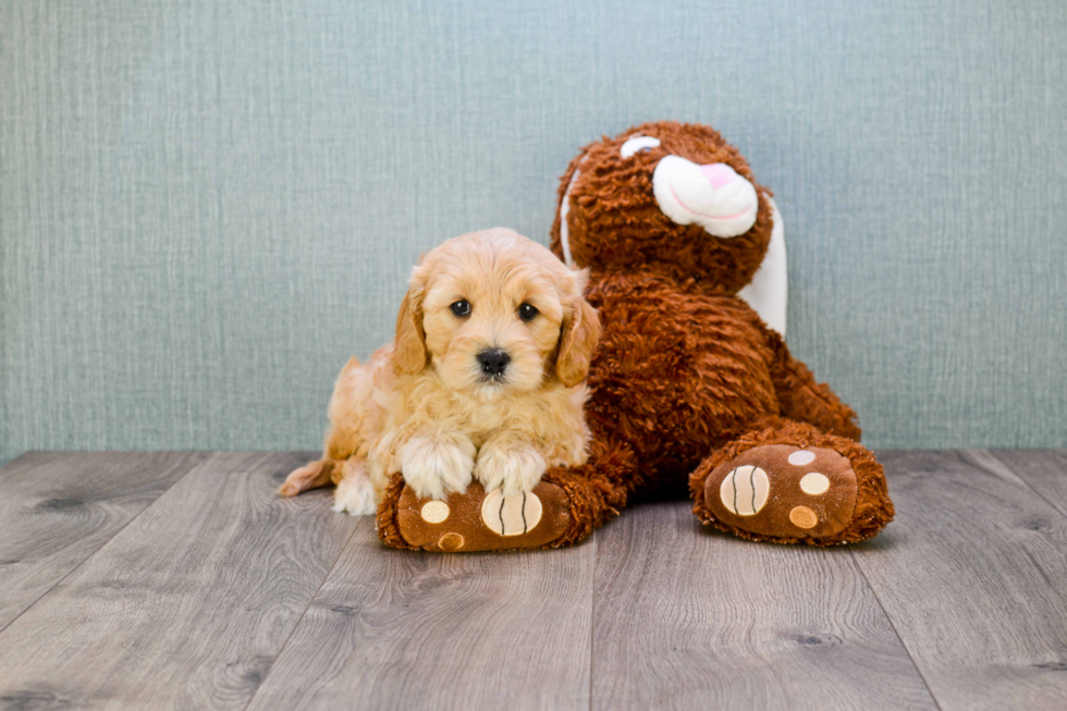 Cavapoo Pup Being Cute