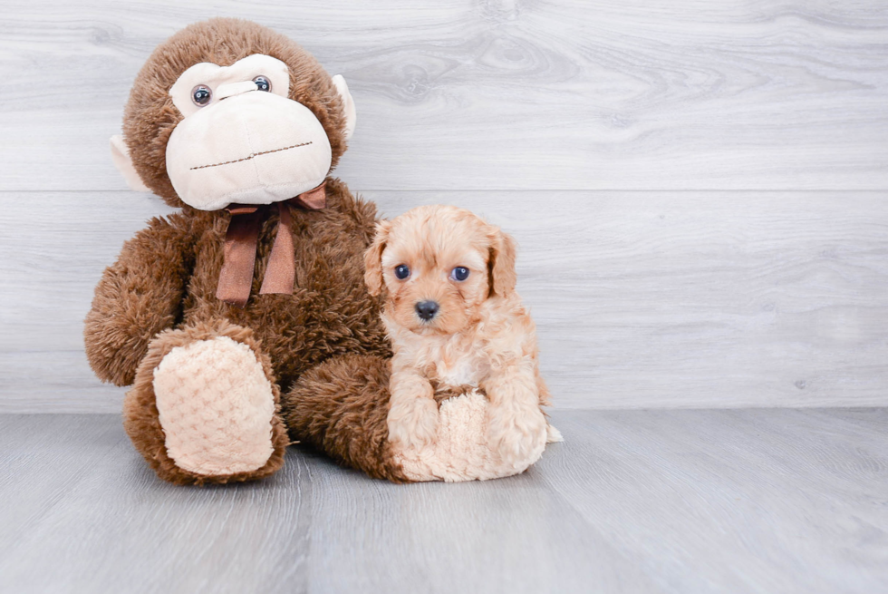 Hypoallergenic Cavoodle Poodle Mix Puppy