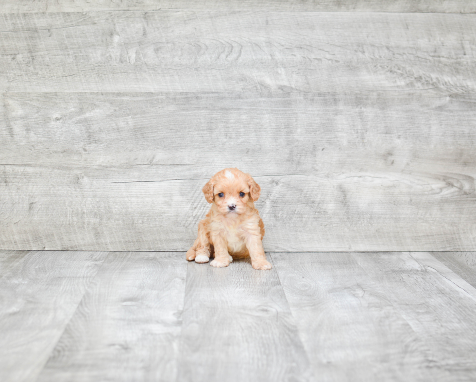 Cavapoo Puppy for Adoption