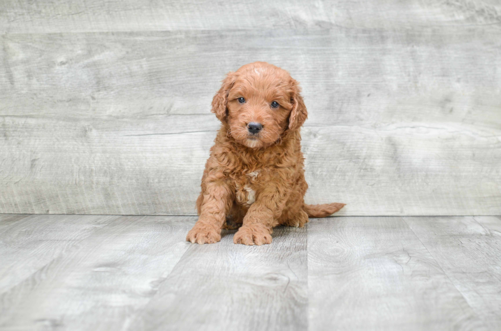 Fluffy Mini Goldendoodle Poodle Mix Pup