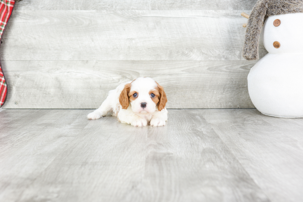 Best Cavalier King Charles Spaniel Baby