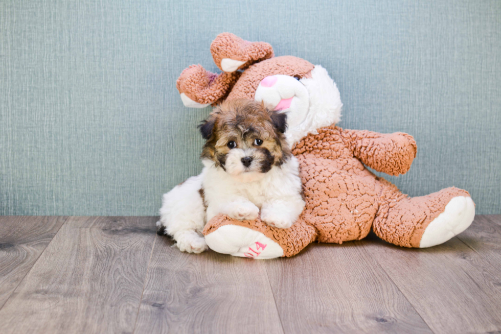 Havanese Pup Being Cute