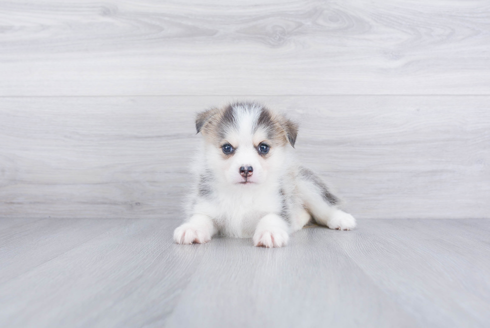 Little Mini Husky Designer Puppy