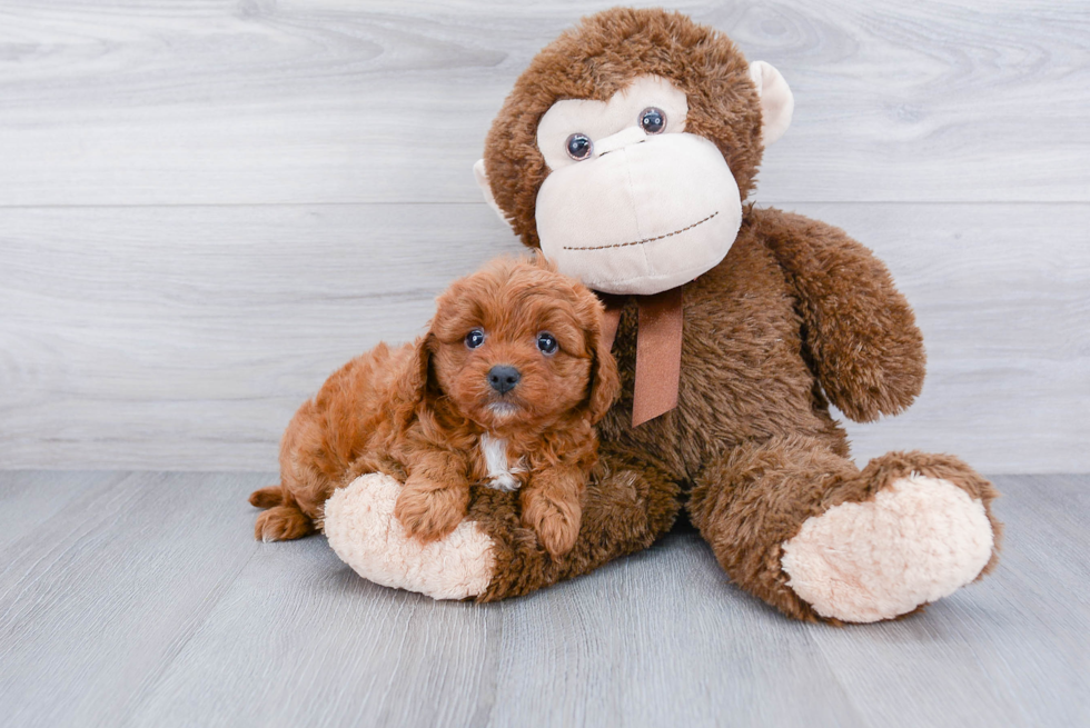 Popular Cavapoo Poodle Mix Pup