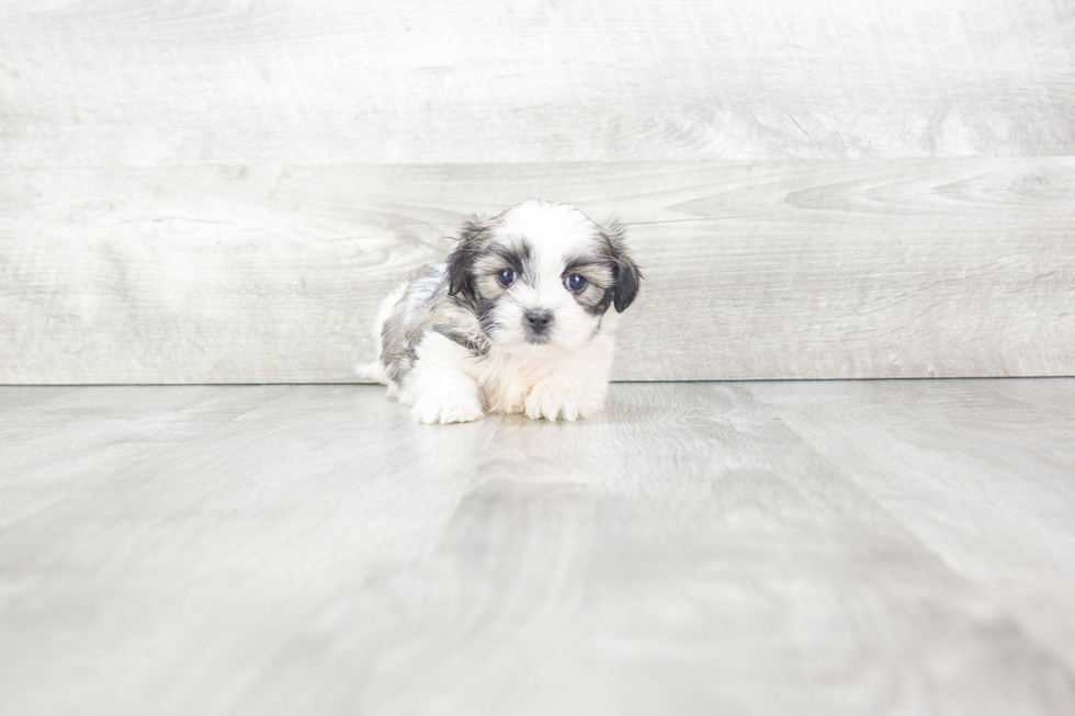 Fluffy Teddy Bear Designer Pup