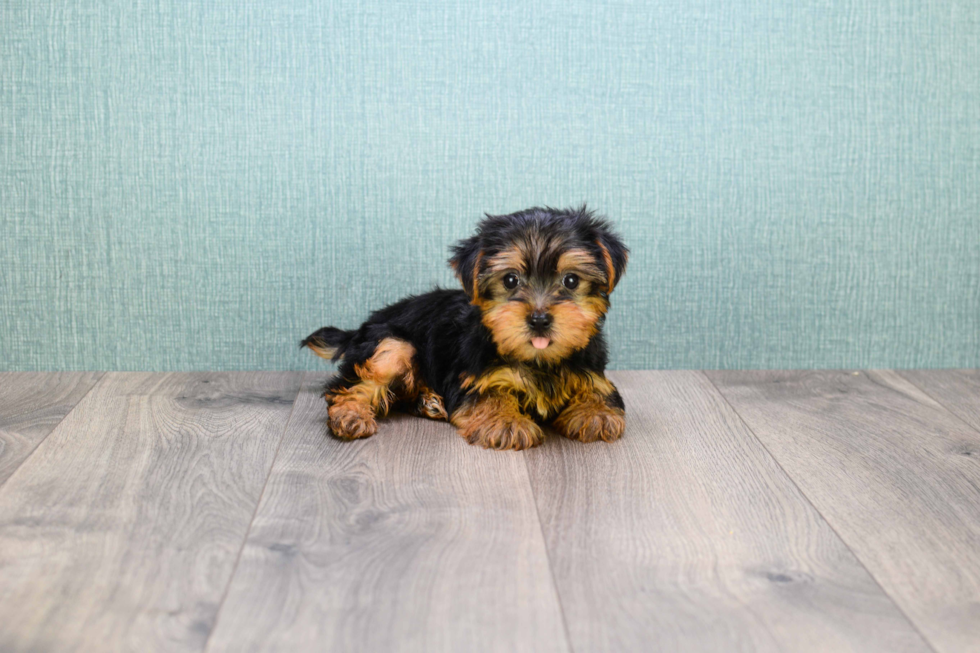 Meet  Teacup-Timmy - our Yorkshire Terrier Puppy Photo 