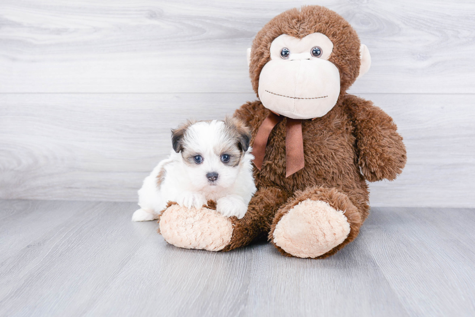 Teddy Bear Pup Being Cute