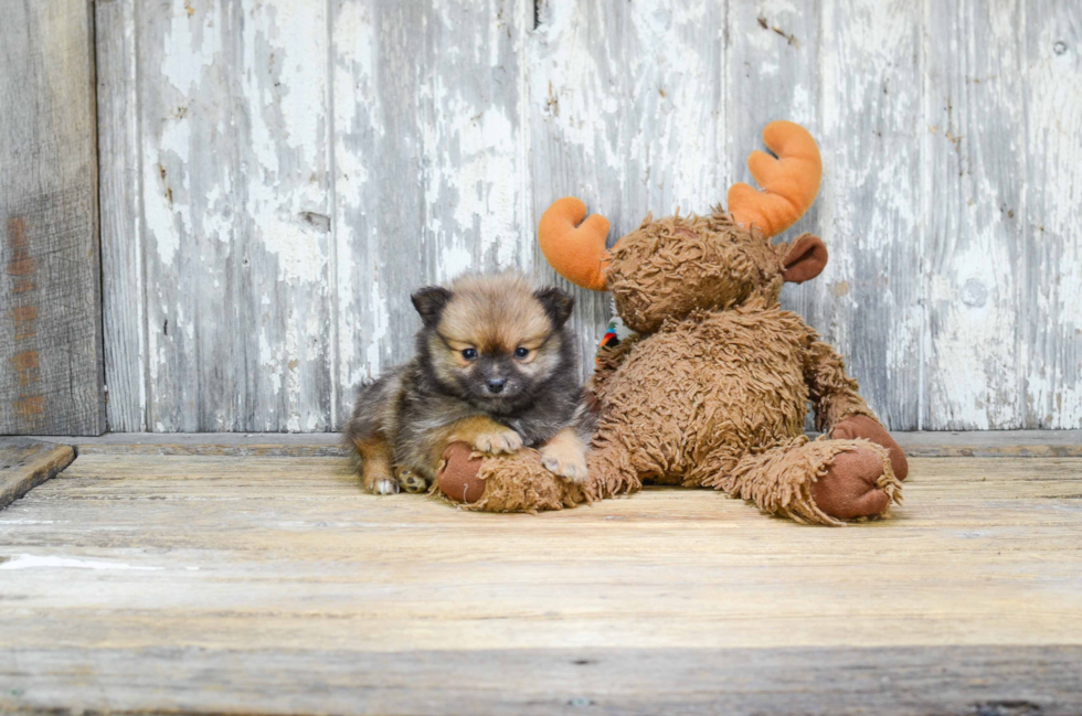 Popular Pomeranian Purebred Pup