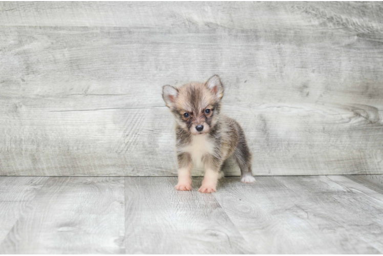 Fluffy Pomsky Designer Pup