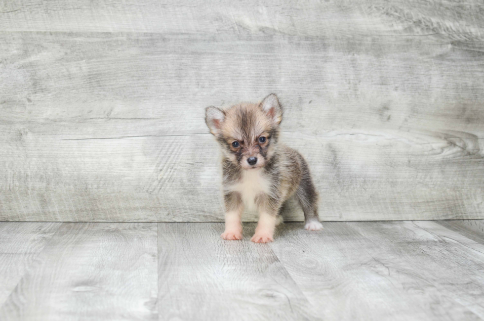 Fluffy Pomsky Designer Pup