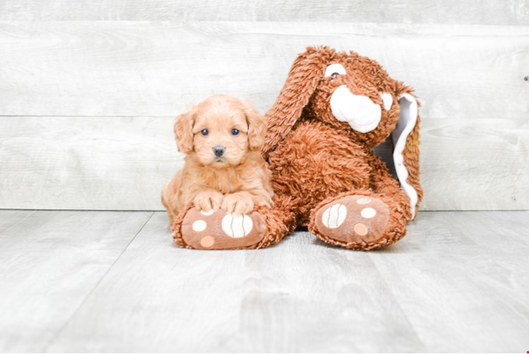 Cockapoo Pup Being Cute