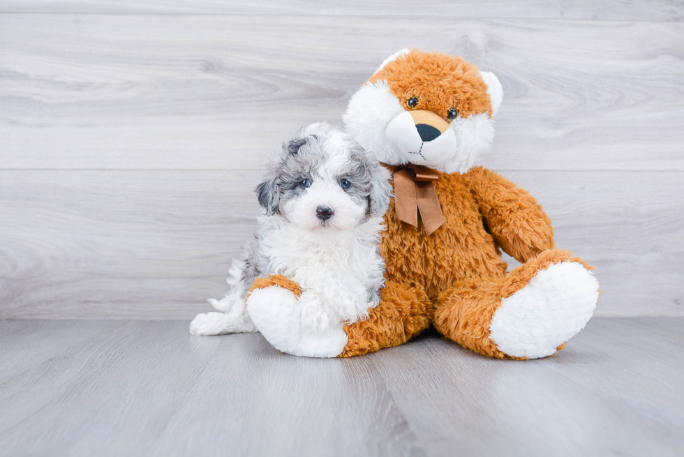 Petite Mini Sheepadoodle Poodle Mix Pup