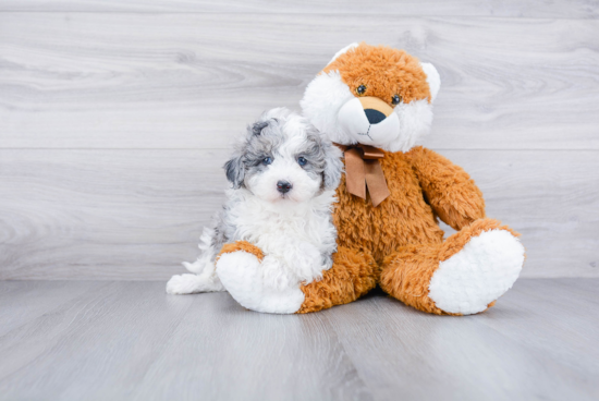 Petite Mini Sheepadoodle Poodle Mix Pup