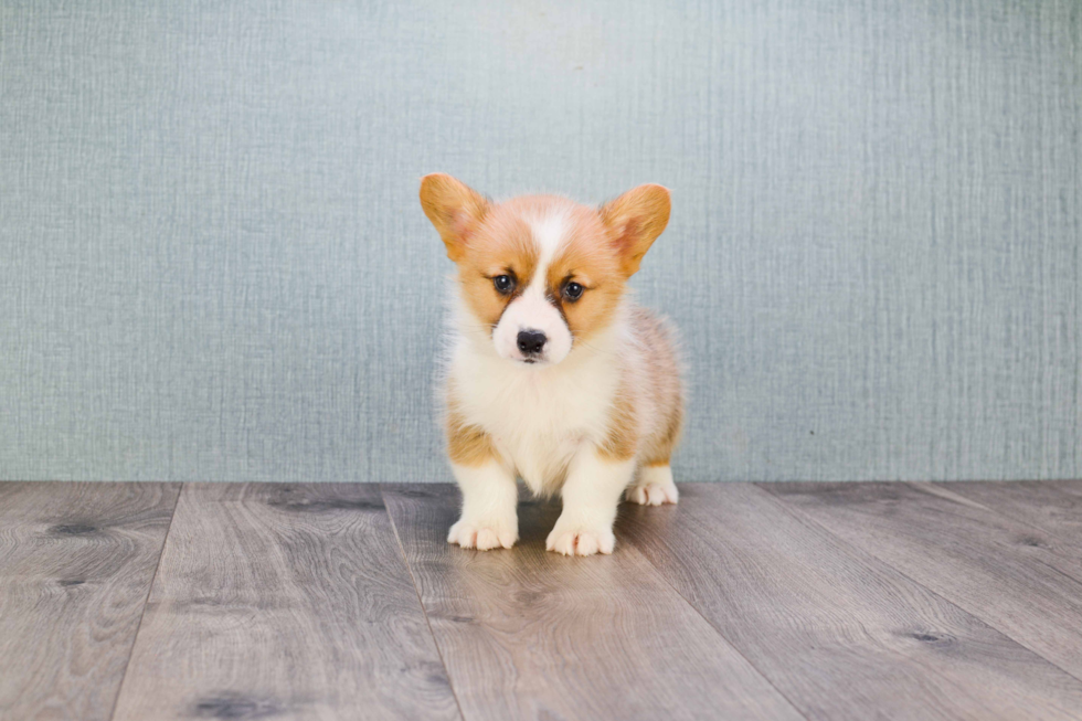 Welsh Corgi Puppy for Adoption